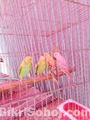 বাজিগর পাখি